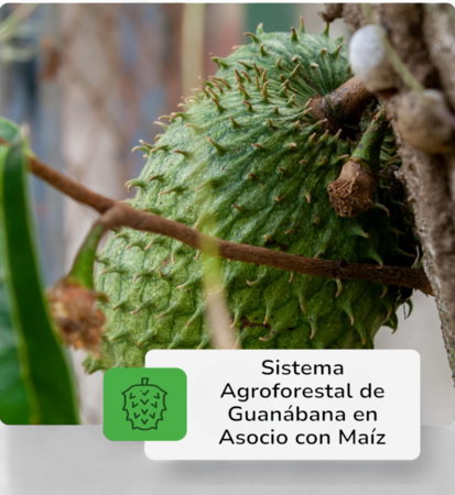 Sistema Agroforestal de producción de Guanabana