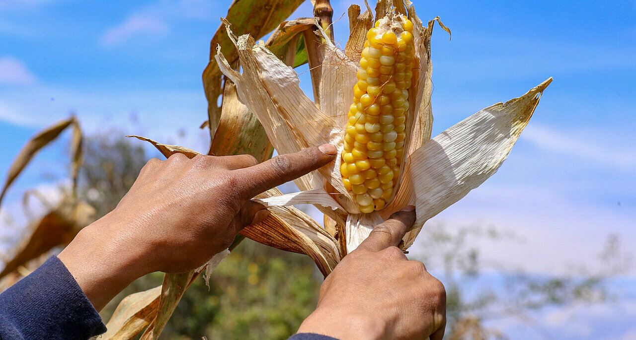 La imagen muestra a una persona que sostiene en la mano una mazorca de maíz grande. La mazorca aún está sujeta al tallo y la persona la señala, posiblemente para destacar su tamaño o calidad. La escena tiene lugar al aire libre, con un cielo azul visible al fondo.