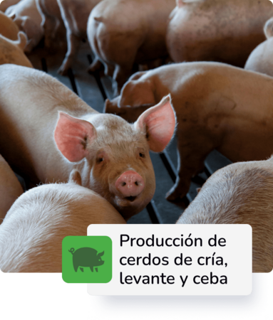 Producción de Cerdos