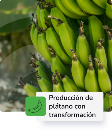 Construcción de planta de Plátano