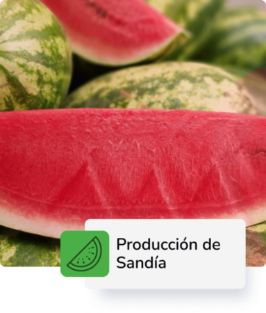 Producción de Sandia