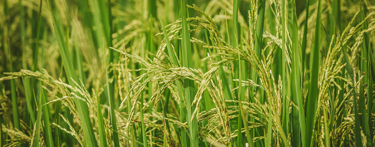 Campo de arroz con tallos verdes y espigas maduras de color amarillo claro