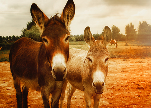 Foto Equina y Asnal