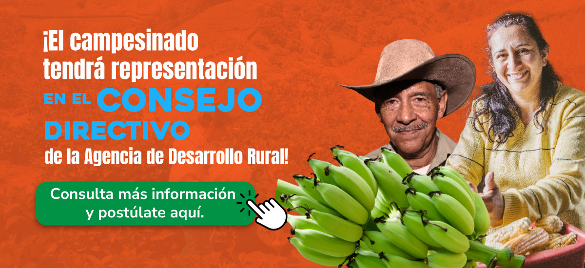 La imagen parece ser un anuncio o material promociona. En ella aparecen un hombre y una mujer, ambos sonrientes y con un racimo de plátanos verdes en la mano. El texto de la imagen está en español y dice así:  "¡EL CAMPEÓN TENDRÁ REPRESENTACIÓN EN EL CONSEJO DIRECTIVO DE LA AGENCIA DE DESARROLLO RURAL! Consulta más información y postula aquí". El mensaje anima a los agricultores a participar en el proceso de toma de decisiones de la Agencia de Desarrollo Rural, proporcionándoles información e invitándoles a solicitar un puesto en el consejo.