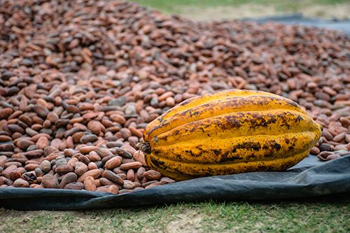 Foto del Cacao