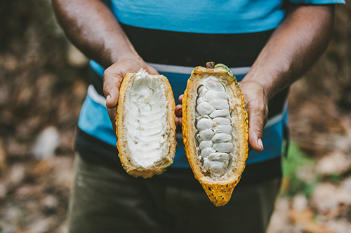 La imagen muestra a una persona que sostiene en sus manos dos grandes vainas de cacao. Las vainas están abiertas, dejando ver los granos blancos de su interior. La persona está de pie en un bosque, rodeada de un entorno natural. La escena capta la esencia del proceso de recolección de los granos de cacao, mostrando las materias primas utilizadas para producir chocolate.