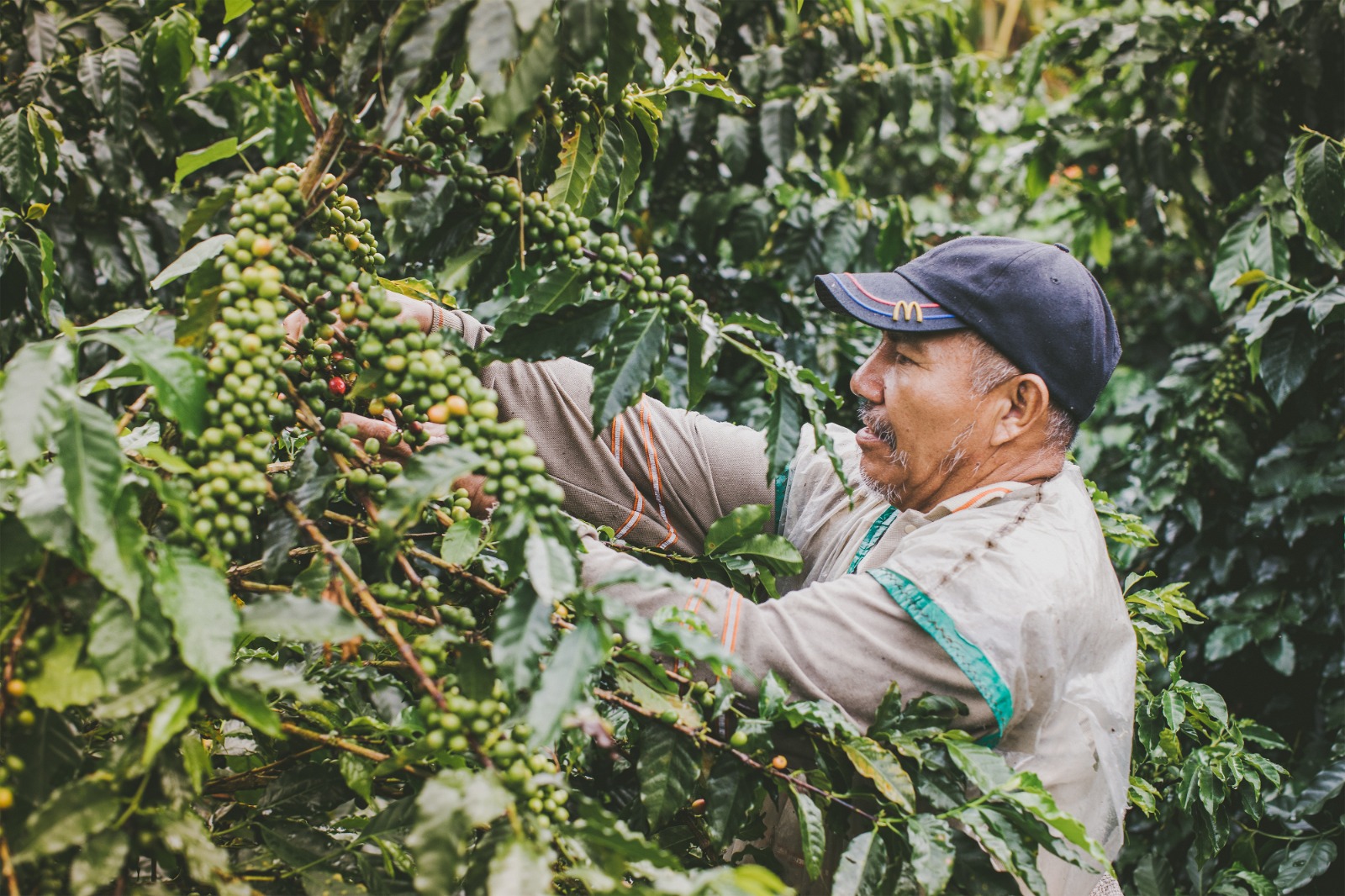 En la imagen se ve a una persona trabajando en una plantación de café. El individuo parece ser un agricultor o trabajador del café, ya que está rodeado de cafetos con hojas verdes y bayas de café que aún no han madurado. La persona lleva una gorra y una camisa de manga larga, lo que sugiere que podría estar protegiéndose del sol o de otros elementos mientras trabaja al aire libre.