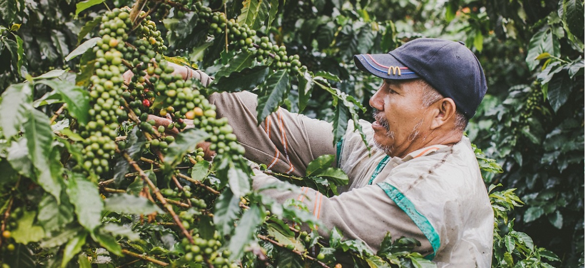 La imagen muestra a una persona trabajando en una plantación de café. El individuo lleva una gorra y parece estar recogiendo granos de café del árbol. El cafeto está cubierto de hojas verdes y se ven las cerezas, que son el fruto que contiene los granos de café.
