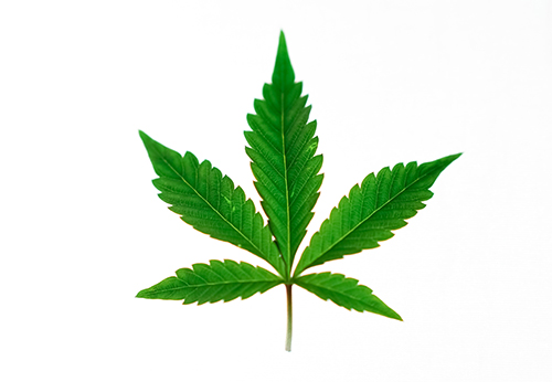 Foto del Cannabis