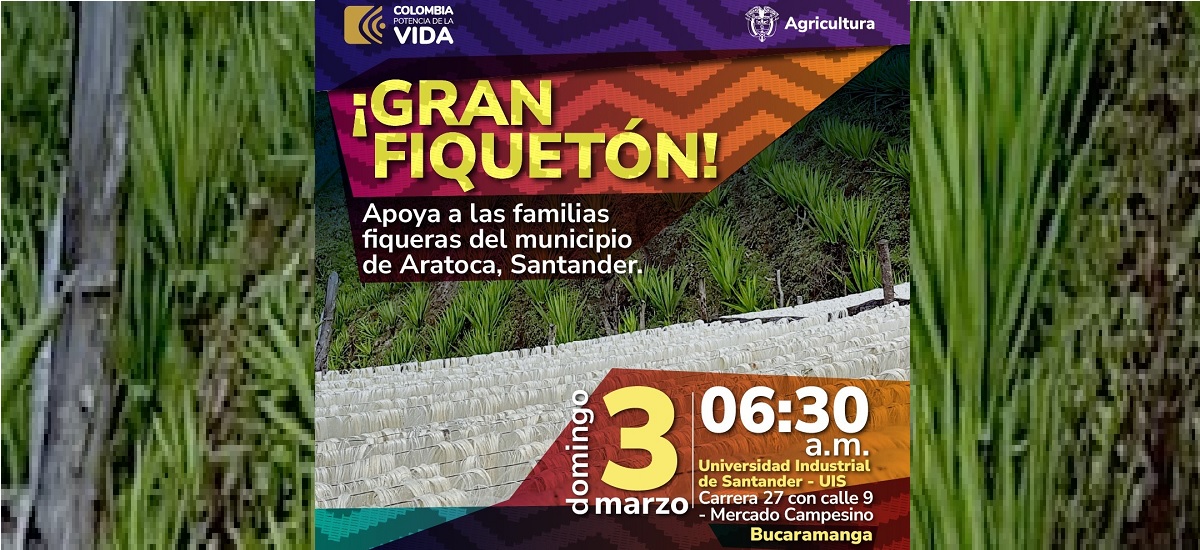 Este domingo 3 de marzo, en Bucaramanga, se realizará una gran jornada de venta en beneficio de las familias que dependen de esta fibra natural, importante para la economía del país.