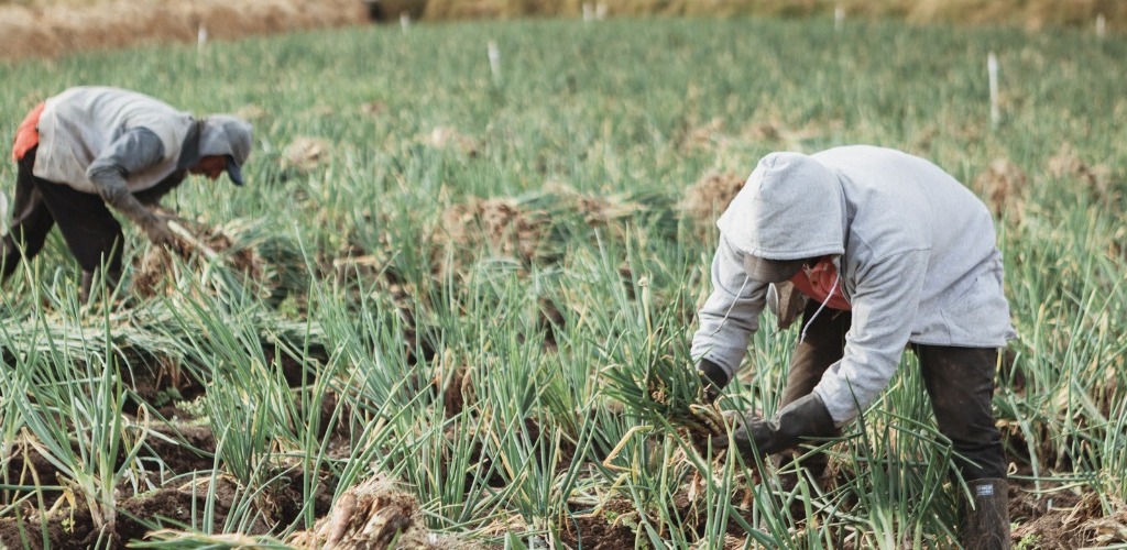 La imagen muestra a dos personas trabajando en un campo, cuidando las cebollas. Ambos llevan chaquetas con capucha, lo que sugiere que el tiempo puede ser frío o lluvioso. Una persona está en el lado izquierdo del campo, mientras que la otra está en el lado derecho. Están utilizando herramientas, como una azada, para plantar y cultivar las cebollas. El campo está lleno de cebollas en distintas fases de crecimiento, lo que indica que los trabajadores se dedican activamente a mantener y cuidar las plantas.