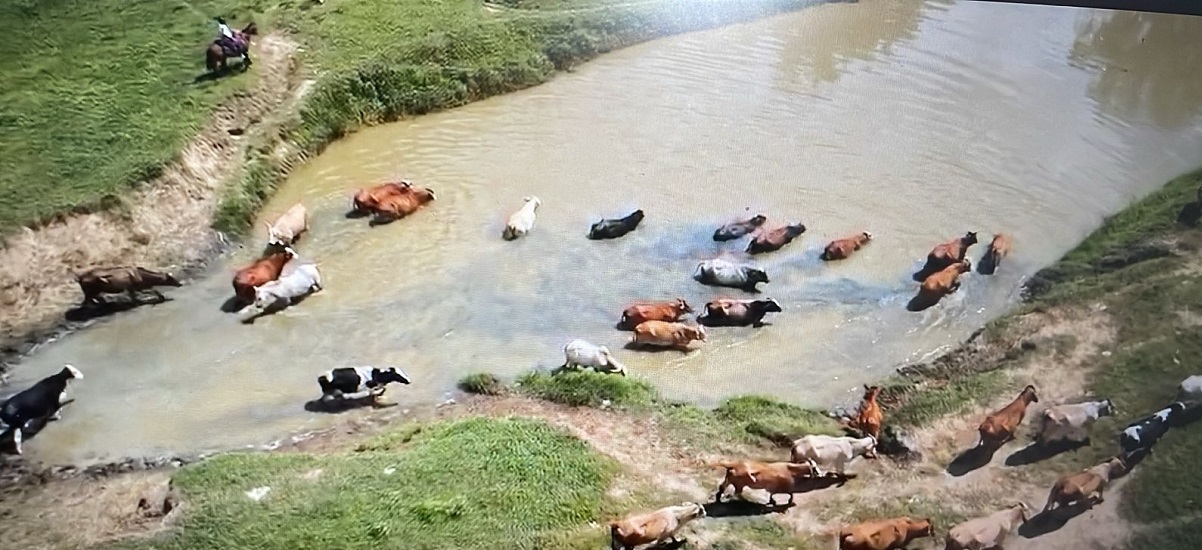 Esta imagen muestra un rebaño de vacas en un entorno natural, probablemente un río o un arroyo. Las vacas están dispersas por el agua, algunas de pie y otras posiblemente bebiendo o refrescándose.