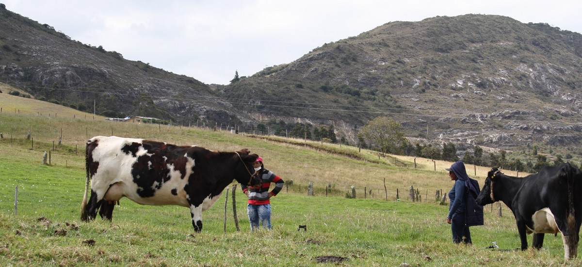 En la imagen, hay dos individuos de pie en un campo cubierto de hierba con un telón de fondo de colinas onduladas y montañas. La persona de la izquierda lleva una camisa a rayas rojas y blancas y vaqueros azules, y está de pie junto a una vaca blanca y negra. La vaca parece tranquila y mira hacia la persona. La persona de la derecha lleva una chaqueta azul oscuro y un sombrero, y está de pie junto a una vaca negra.