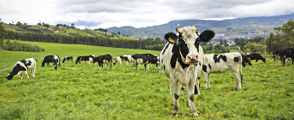 Actualizado el precio base de pago de leche cruda por calidad