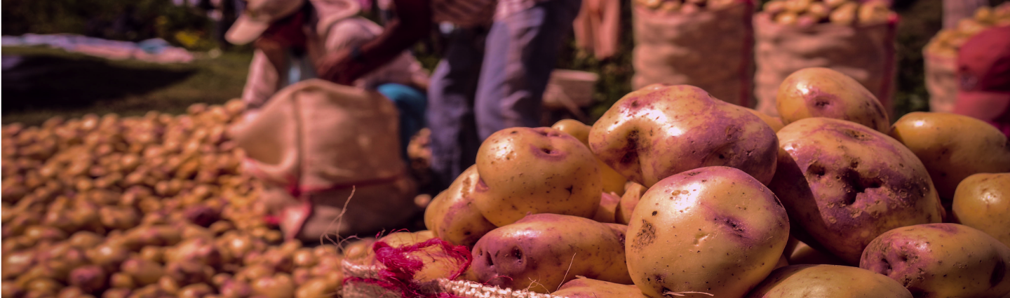 Medianos Productores