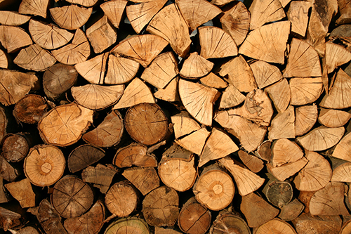 Foto Forestal