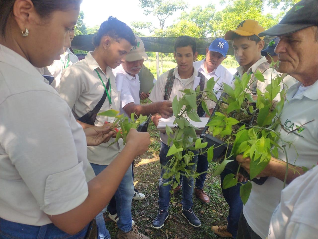 En la imagen se muestra jovenes con ñame