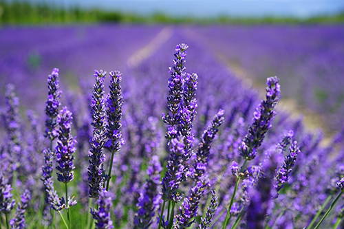Foto de Plantas Aromáticas
