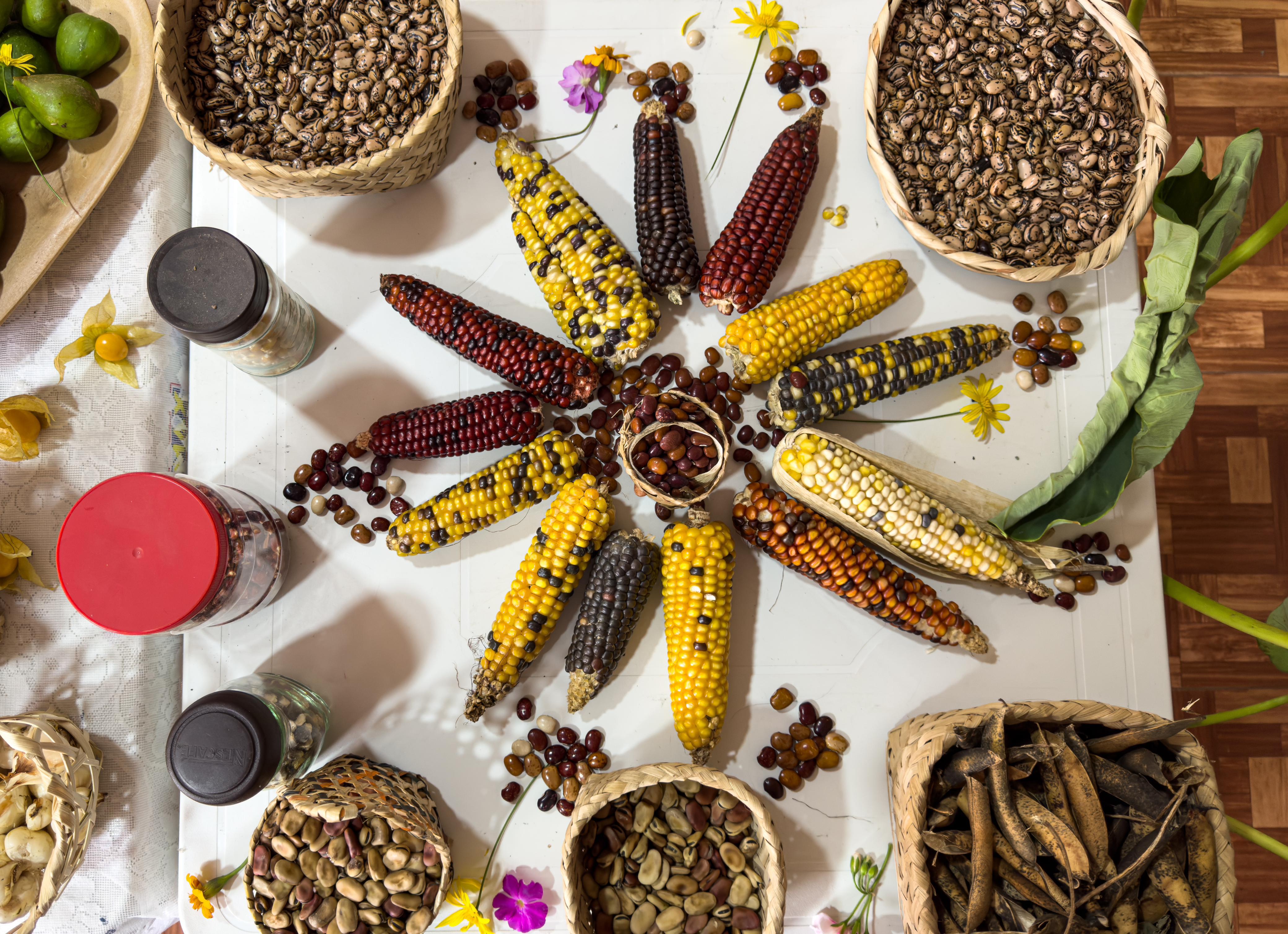 Esta imagen muestra una variedad de cereales y legumbres dispuestos de forma visualmente atractiva sobre una mesa. En el centro, una estrella de mazorcas de maíz con granos de distintos colores (amarillo, blanco y rojo). Alrededor del maíz hay varios cuencos con distintos tipos de cereales y legumbres, como alubias, lentejas y posiblemente otras semillas o granos. Los cuencos están colocados sobre una superficie blanca, y hay algunos elementos decorativos como flores y hojas esparcidos por los alrededores, que contribuyen a la estética de la exposición.