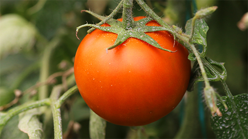 Foto de Tomate