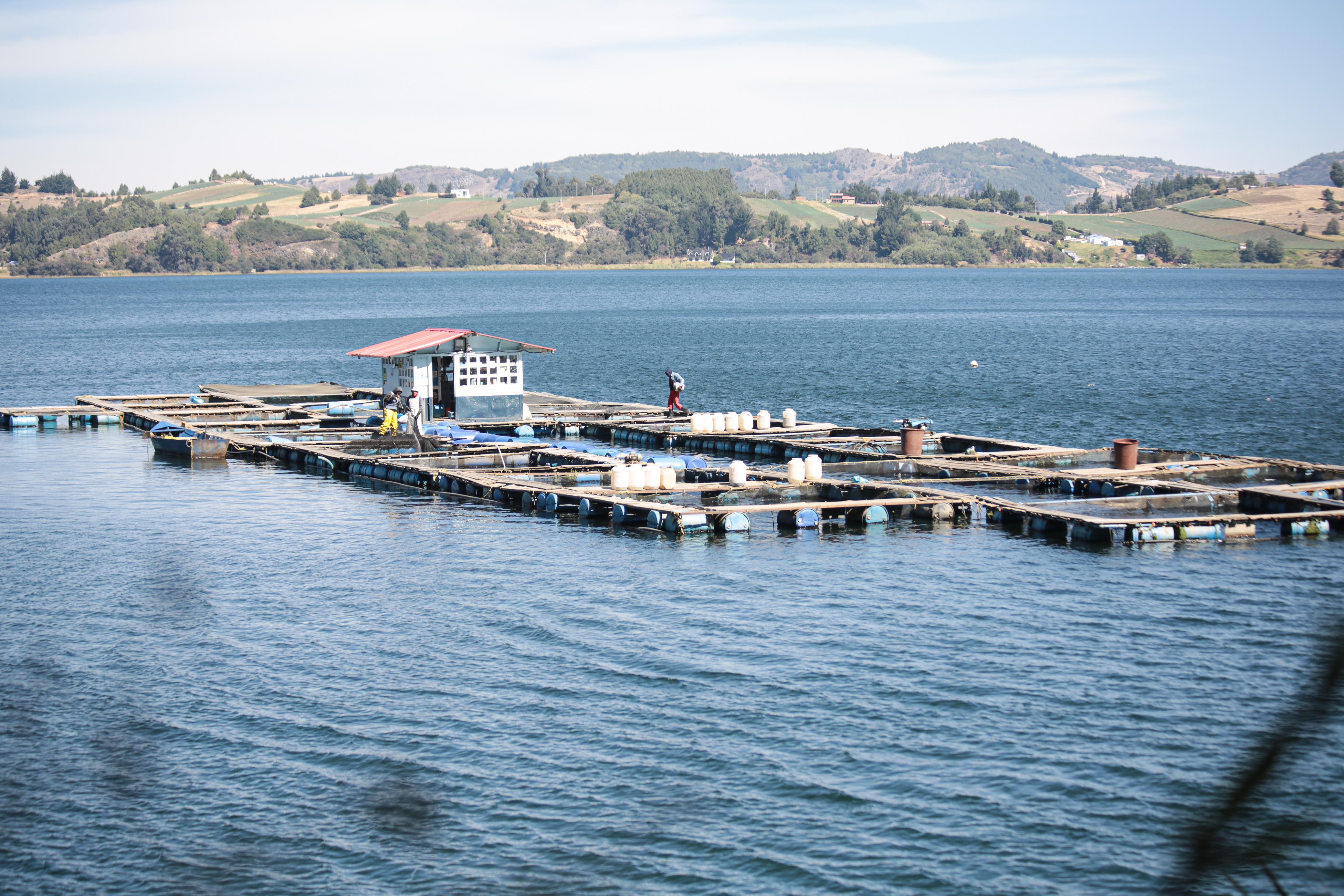 La imagen muestra una estructura flotante en una masa de agua, que parece ser un lago o un mar en calma. Es probable que se trate de una piscifactoría o una plataforma flotante utilizada para la acuicultura u otras actividades acuáticas. Consta de varios palés o plataformas de madera conectados entre sí, con un pequeño edificio o cabaña en el centro.