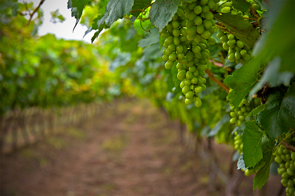 La imagen muestra un viñedo atravesado por un camino de tierra. El camino está rodeado de hileras de vides verdes, con racimos de uvas verdes colgando de las ramas. El viñedo es frondoso y está bien cuidado, creando una escena serena y pintoresca. El camino de tierra es el principal punto focal, guiando al espectador a través del viñedo y proporcionando una sensación de profundidad a la imagen.