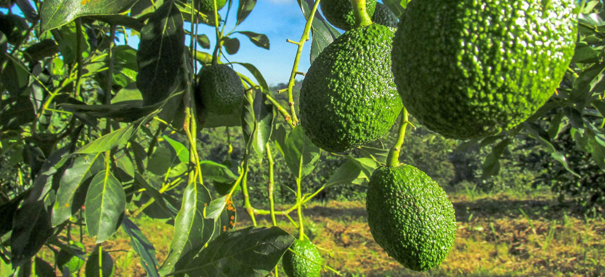 Esta imagen muestra un árbol cargado de aguacates. Los aguacates aún están verdes, lo que indica que todavía no han madurado. Los aguacates son una fruta popular conocida por su textura cremosa y su versatilidad en la cocina.