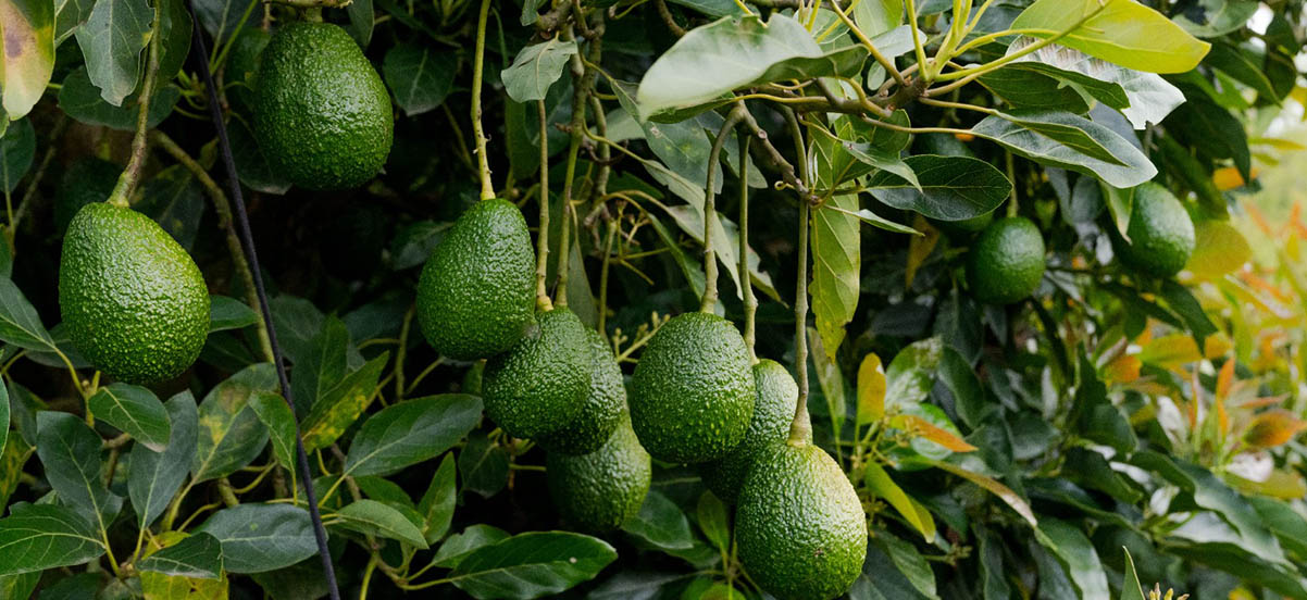 Las exportaciones colombianas siguen en aumento: más de seis mil toneladas de nuestro aguacate Hass le pondrán sabor al Super Bowl 2025
