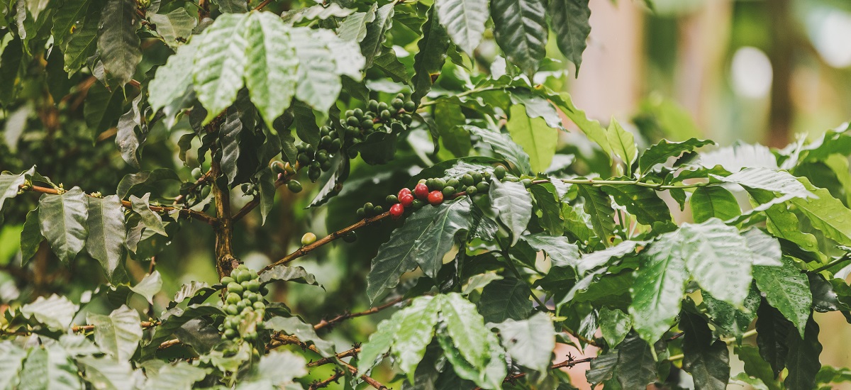 La imagen muestra un primer plano de una planta con hojas verdes y bayas rojas. Las bayas parecen pequeñas y redondas, y están agrupadas en la planta. Las hojas son grandes y brillantes, lo que sugiere que la planta puede ser un tipo de arbusto de bayas o un árbol frutal.