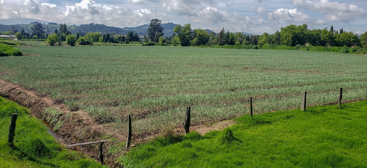La imagen muestra un gran campo abierto con una mezcla de hierba y tierra. El campo está rodeado por una valla, y hay varios postes de madera visibles por toda la zona. El campo parece ser una mezcla de granja y pasto, con una gran variedad de plantas y vegetación. La escena tiene como telón de fondo las montañas, que crean un paisaje pintoresco y sereno.