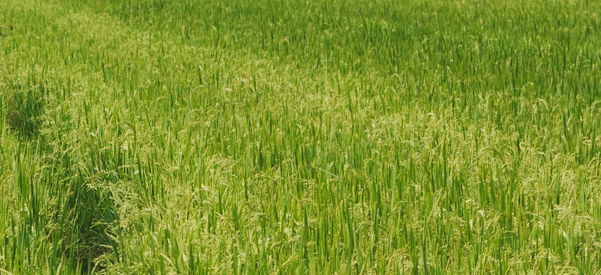 La imagen muestra un campo de hierbas altas o cultivos. La hierba parece estar en un estado saludable, con un color verde vibrante, lo que indica que está bien alimentada y posiblemente en fase de crecimiento. El campo es extenso y la hierba alcanza una altura que sugiere que podría tratarse de un cultivo como el trigo o la cebada, que suelen cultivarse en campos por sus granos. El campo es llano y no hay puntos de referencia ni estructuras visibles, lo que le da un aspecto sereno y natural.