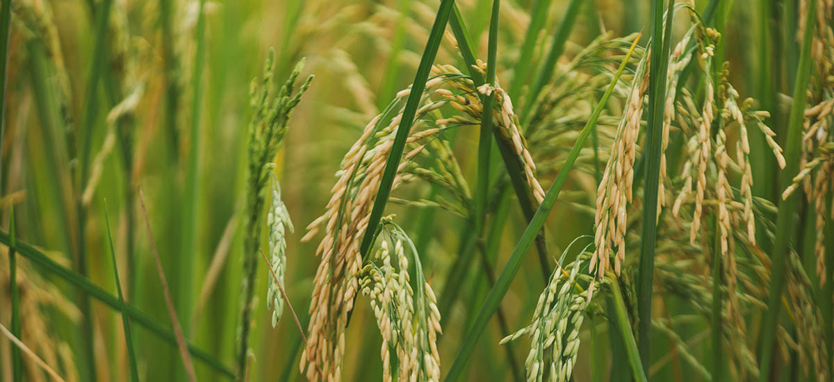 Imagen de cultivo de arroz