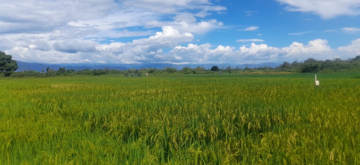 En la imagen se puede ver un campo llano, con muchas hiervas, nubes, montañas y arboles alrededor de la imagen, lo que le da un tono de tranquilidad