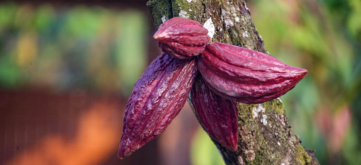 Imagen de una vaina de cacao, fruto del árbol del cacao. El árbol del cacao es originario de América Central y del Sur y es la fuente de los granos de cacao, que se utilizan para hacer chocolate.