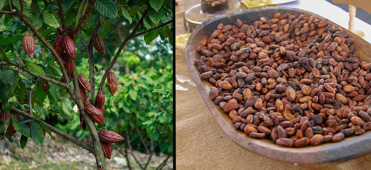 Consejo Nacional Cacaotero seleccionó las nueve muestras que participarán en los International Cocoa Awards de 2025