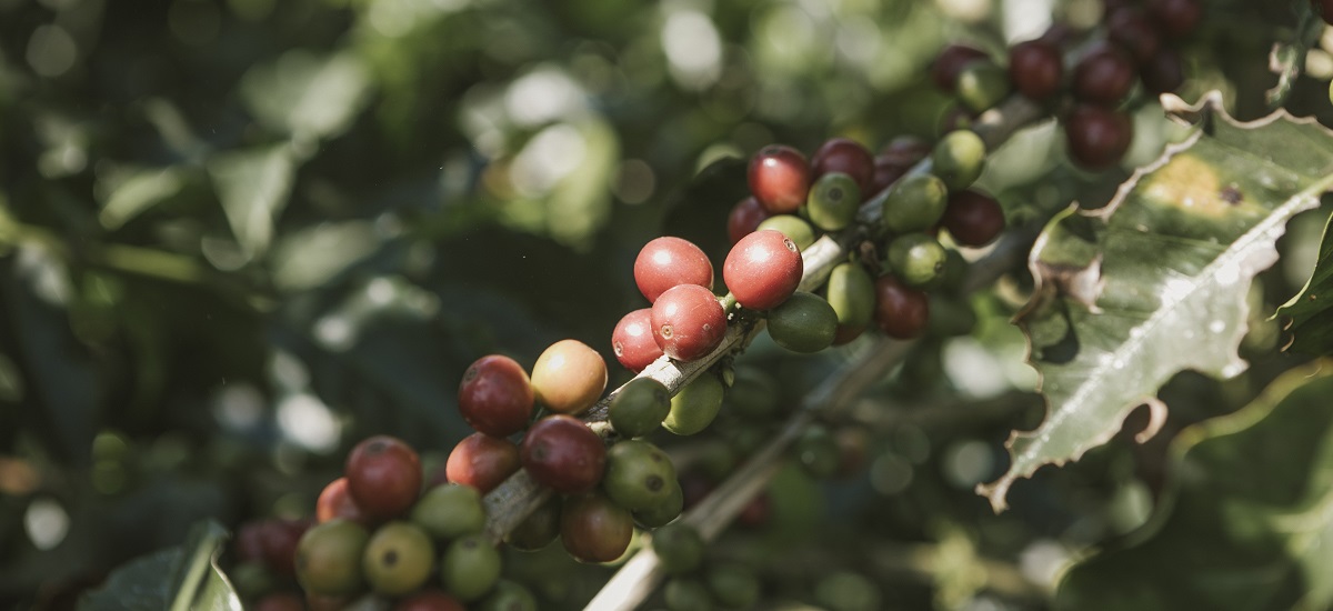 Esta imagen muestra un primer plano de bayas de café creciendo en un cafeto. Las bayas se encuentran en distintas fases de maduración: algunas aparecen verdes y otras se vuelven rojas, lo que indica que están empezando a madurar.
