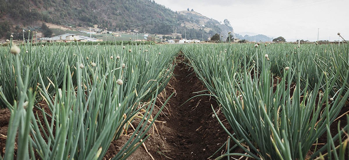 Sector cebollero se reactiva: aumento en el precio de la cebolla roja garantiza ingresos más justos para los productores