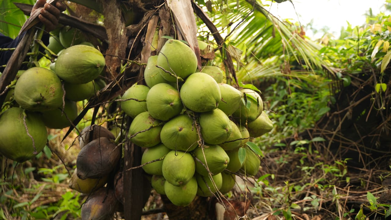 Esta imagen muestra un manojo de cocos verdes colgados de un árbol. Los cocos aún no están maduros, como indica su color verde, que se volverá marrón cuando estén completamente maduros. El árbol parece estar en un entorno tropical o subtropical, como sugiere la exuberante vegetación y la presencia de otras plantas en el fondo. Los cocos están unidos al árbol por un tallo fibroso, y es probable que se cosechen cuando estén completamente maduros.  Traducción realizada con la versión gratuita del traductor DeepL.com