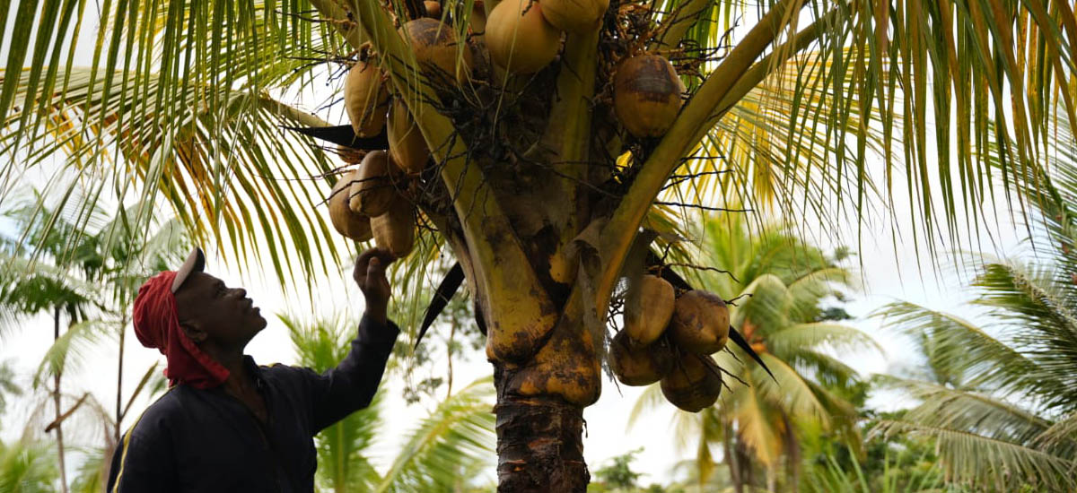 En la imagen se ve a una persona de pie junto a un cocotero. La persona parece levantar la mano hacia los cocos, posiblemente para recogerlos. El árbol está cargado de cocos, que cuelgan de las ramas. El entorno parece un ambiente tropical o subtropical, como indican las palmeras y la presencia de cocos, que suelen cultivarse en esos climas.