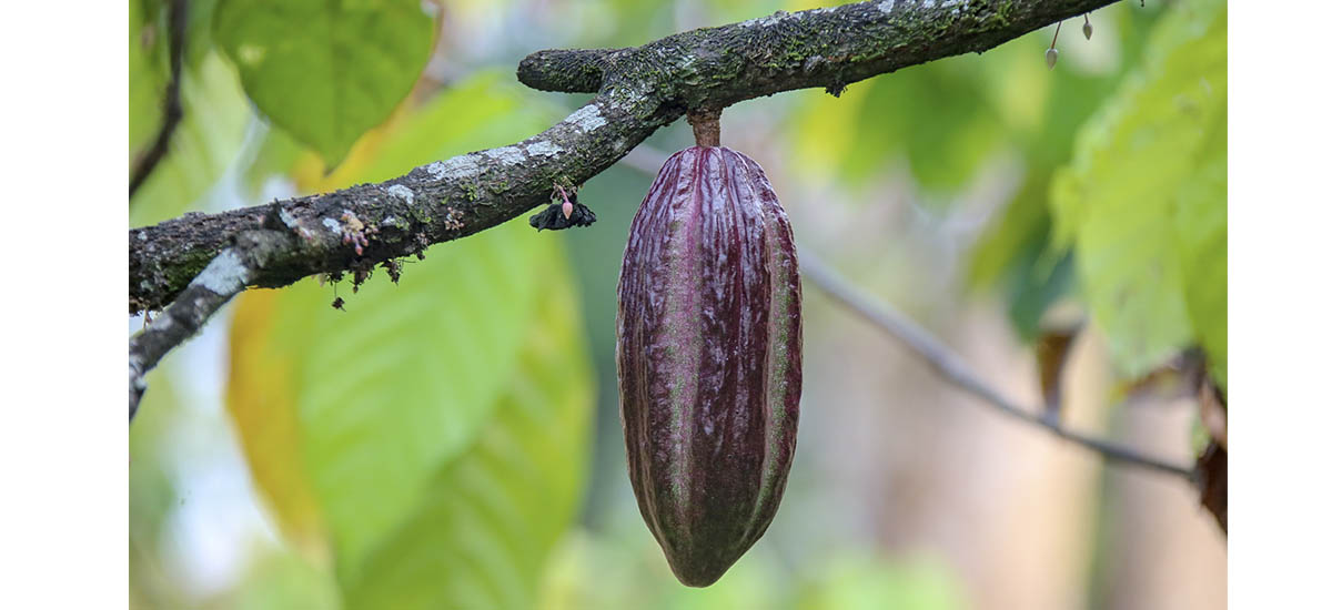 Imagen Fruto del Cacao