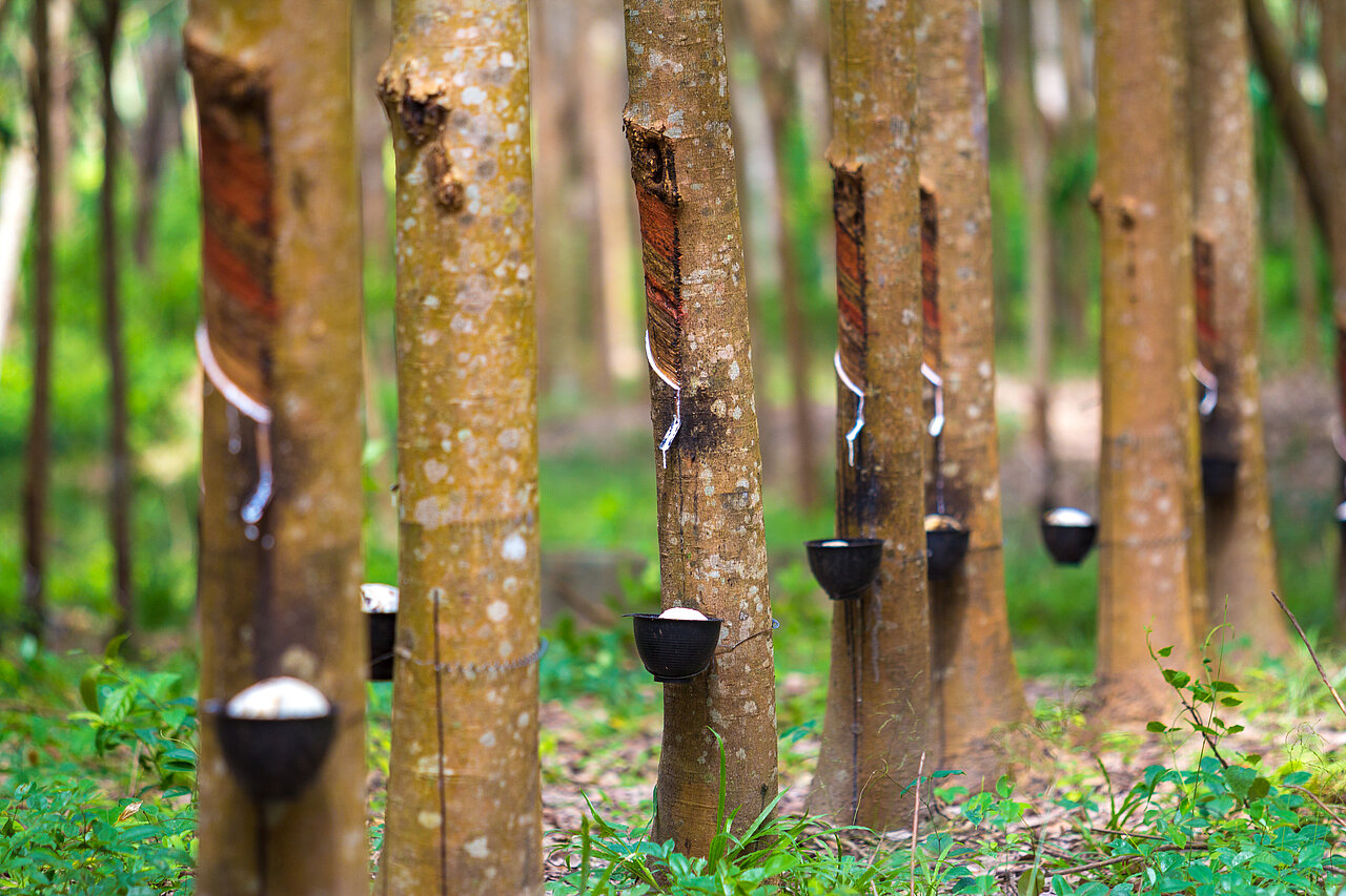 La imagen muestra un bosque con una hilera de árboles de los que cuelga una taza. Las tazas están sujetas a los árboles con cuerdas, lo que crea una imagen única e interesante. Las tazas están colocadas a distintas alturas en los árboles, unas más altas y otras más bajas. La escena desprende una atmósfera caprichosa y juguetona, como si las tazas estuvieran esperando a que alguien se acercara a disfrutar de una copa en el bosque.