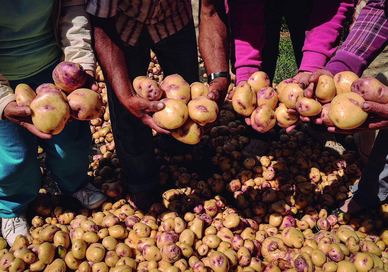La imagen muestra a un grupo de personas de pie, con papas en la mano. En la escena hay varias personas, algunas de ellas con papas en la mano. Las papas  son de distintos tamaños y están repartidas por toda la escena.