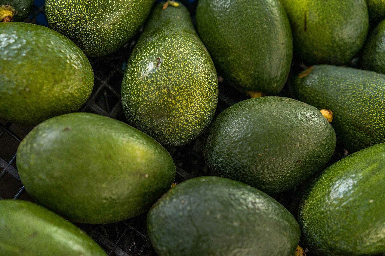 La imagen muestra una gran pila de aguacates verdes, algunos de ellos todavía sujetos a sus ramas. Los aguacates están colocados en distintas posiciones, creando un conjunto visualmente atractivo. La pila está colocada sobre una superficie, posiblemente una mesa o un mostrador, y los aguacates están extendidos para mostrar su frescura y su vibrante color verde.