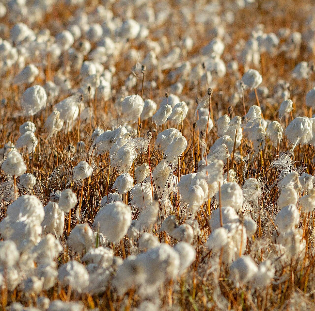 La imagen muestra un gran campo lleno de diversas flores blancas, entre ellas plantas de algodón. El campo está cubierto por una densa capa de flores blancas, creando una escena hermosa y serena. Las flores están repartidas por todo el campo, algunas más cerca del primer plano y otras más al fondo. El campo parece ser una mezcla de algodón y otras flores blancas, creando un paisaje diverso y visualmente atractivo.