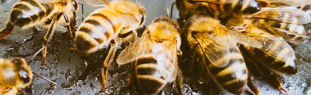 La imagen muestra un gran grupo de abejas reunidas, algunas de ellas de pie sobre una superficie y otras volando alrededor. En la escena se ven al menos 13 abejas, algunas más cerca del primer plano y otras más al fondo. Las abejas son de distintos tamaños y están repartidas por toda la imagen, lo que crea una sensación de profundidad y movimiento. 