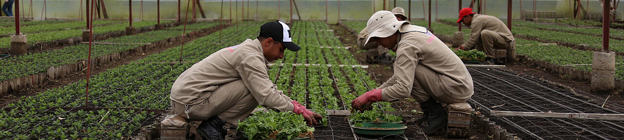 La imagen muestra a un grupo de personas trabajando juntas en un campo, cuidando un gran número de pequeñas plantas. En la escena aparecen al menos cinco personas, algunas de ellas arrodilladas y otras de pie. Todos llevan guantes, lo que indica que están cuidando de las plantas y velando por su salud.