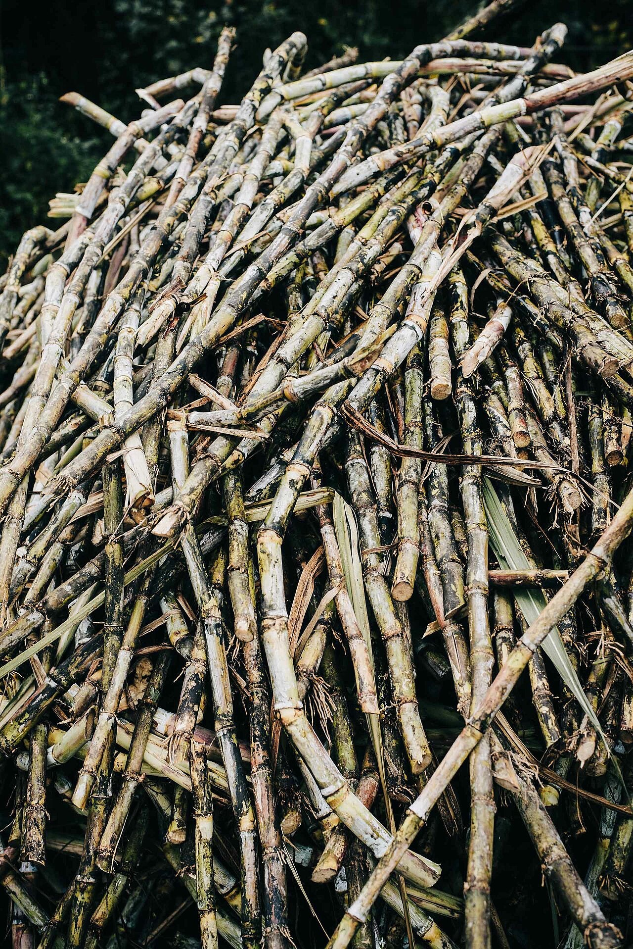 Las ramas son de distintos tamaños y están muy juntas, creando un conjunto denso y enmarañado. El montón está situado en un entorno natural, rodeado de árboles y vegetación. La escena transmite una sensación de decadencia y de paso del tiempo.