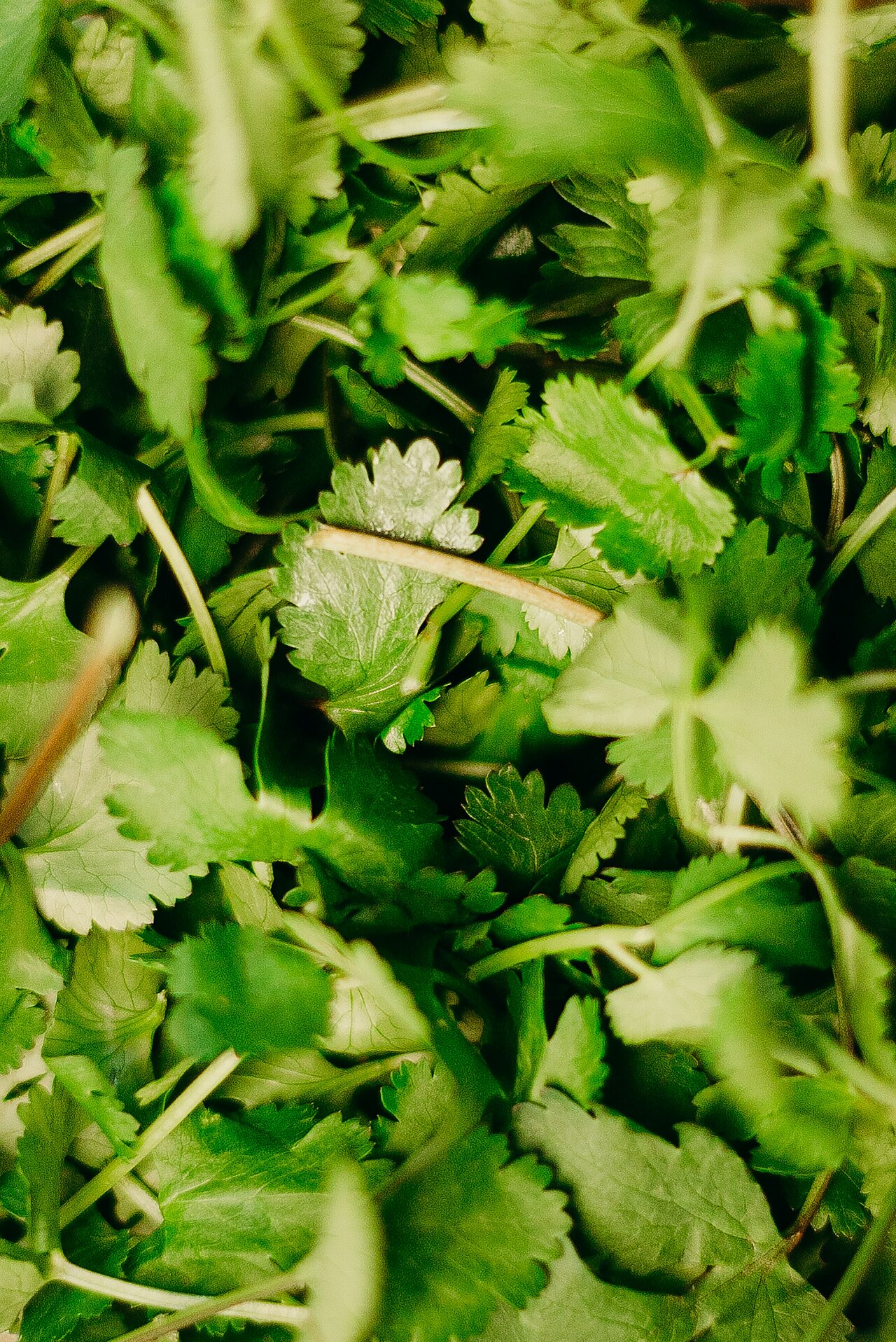 La imagen muestra un primer plano de un montón de hierbas verdes frescas, como cilantro y perejil. Las hierbas están dispuestas de forma visualmente atractiva, con algunas hojas superpuestas y otras erguidas. El montón de hierbas está colocado sobre una mesa, lo que lo convierte en un atractivo centro de mesa para una comida o en un elemento decorativo en una cocina o comedor. El vibrante color verde de las hierbas añade un toque de frescura y belleza natural a la escena.