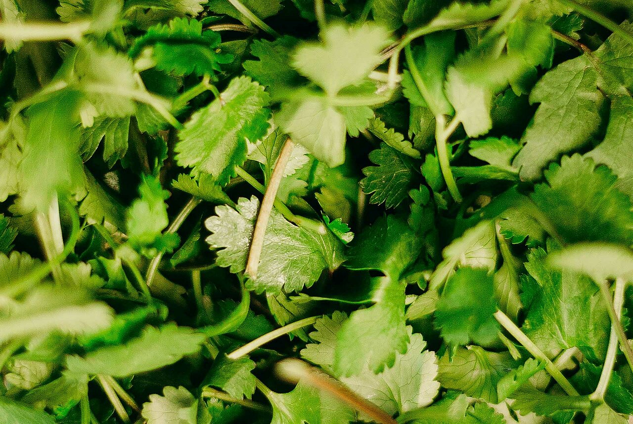 La imagen muestra un primer plano de un montón de hierbas verdes frescas, como perejil y cilantro. Las hierbas están dispuestas de forma atractiva, con algunas hojas superpuestas. El verdor es vibrante y parece recién recogido, lo que lo convierte en una atractiva muestra con fines culinarios. Las hierbas se extienden por todo el marco, mostrando su abundancia y variedad.