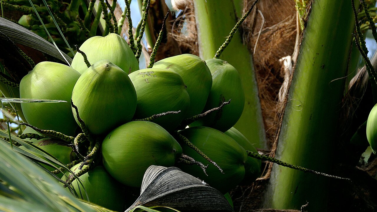 La imagen muestra un árbol lleno de numerosos cocos verdes que cuelgan de sus ramas. Los cocos están en distintas fases de crecimiento, y algunos parecen maduros y listos para la cosecha. El árbol está rodeado de exuberante vegetación, creando un ambiente vibrante y tropical. Los cocos están repartidos por todo el árbol, algunos cerca de la copa y otros cerca de la base, lo que demuestra la abundancia de frutos de este árbol.